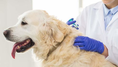 成犬需要打哪些疫苗