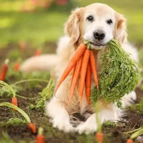 喂狗的肉要煮多久