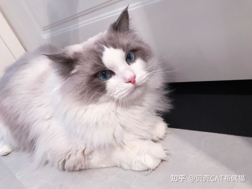布偶猫和英短哪个好