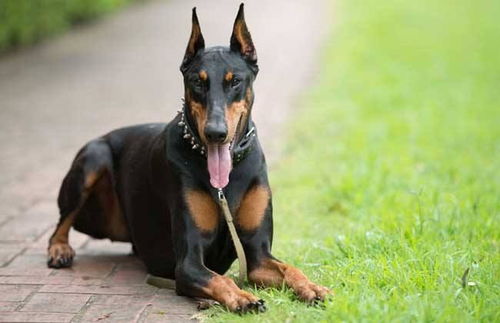 福州哪里有卖杜宾犬
