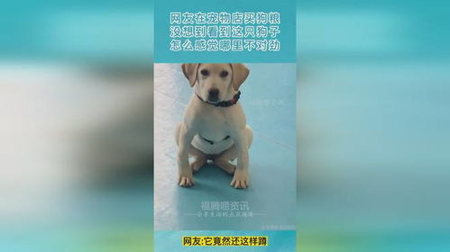 哪里买狗粮安全