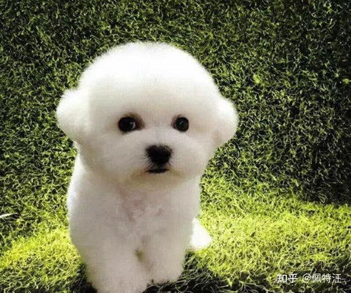 比熊犬毛如何打理