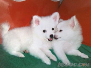 天津哪里卖银狐犬