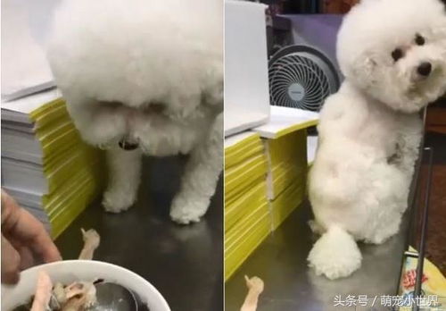 白贵宾吃哪些狗粮