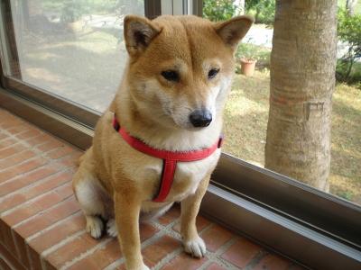 狗狗在哪里买比较安全