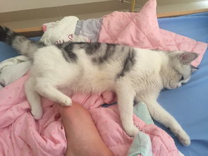 怎样检查猫怀孕多久