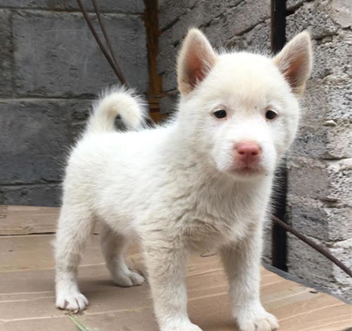 贵州下司犬哪里有