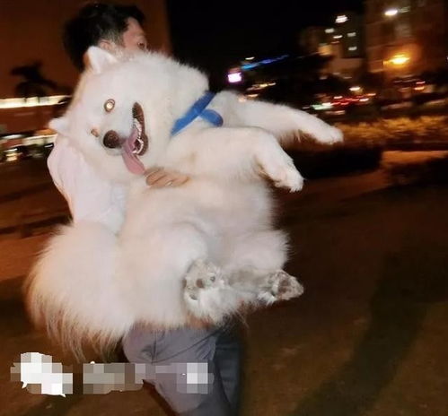 不禁养的狗有哪些