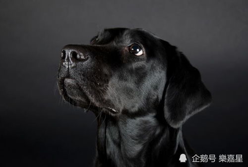 小狗血糖低的症状有哪些