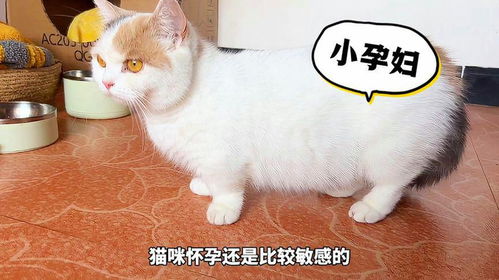 猫怀孕多久会有奶