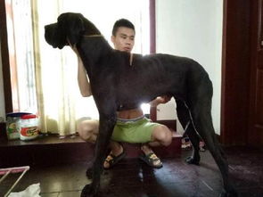 哪里买大丹犬