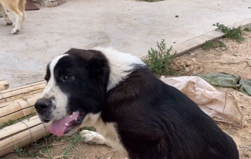 哪里有卖中亚犬的