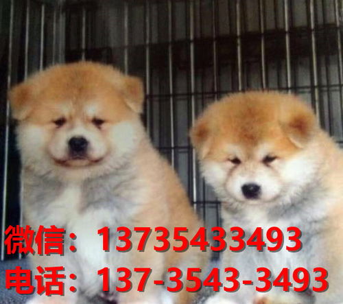 西安宠物狗哪里买