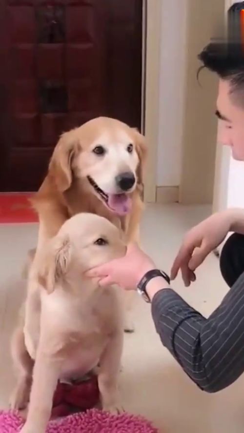 如何教导金毛幼犬