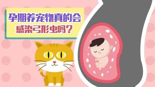 狗如何预防弓形虫