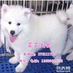 哪里犬舍买萨摩耶犬