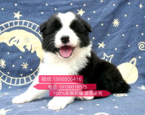 牧羊犬哪里出售幼犬