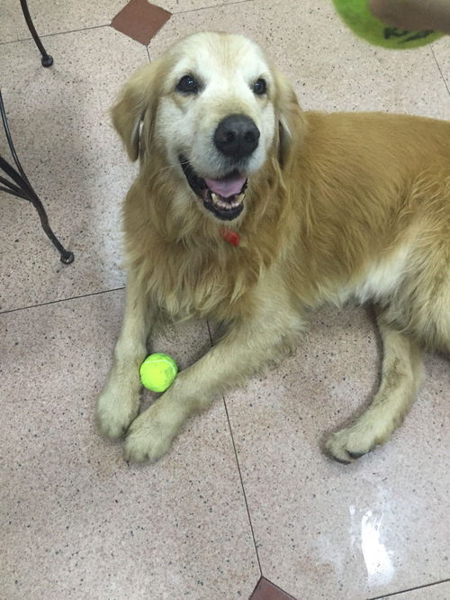 如何养好一只金毛犬