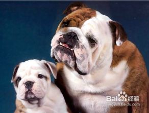 斗牛犬孩子养怎么样
