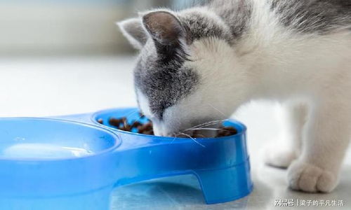 猫的营养品有哪些