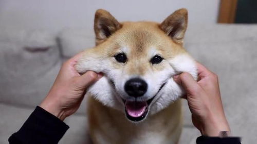 狗的肺病有哪些种类
