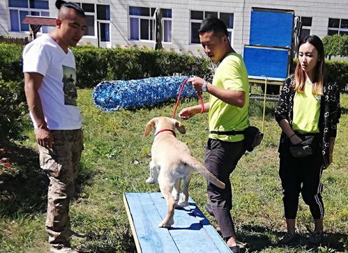 成都哪里可以学训犬