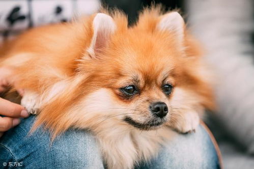 博美犬磨牙期是多久