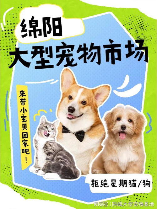 猫狗在哪里卖
