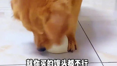 狗狗能吃馒头吗