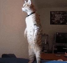 如何教猫站立