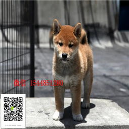 哪里能买到纯柴犬