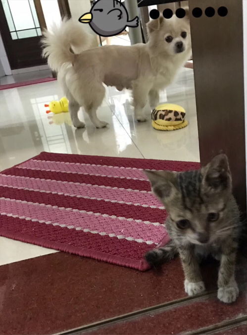 广州哪里有领养猫狗的