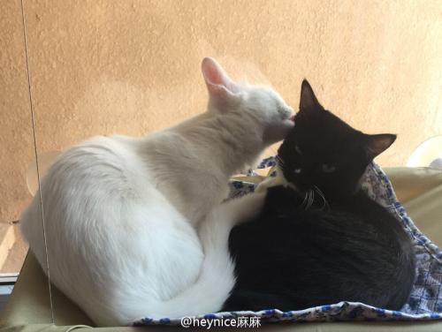 如何促进猫排泄
