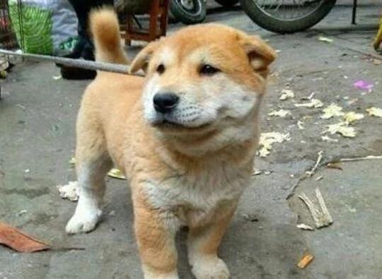 秋田犬哪里比土狗好了