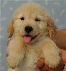 金毛犬哪里买的纯