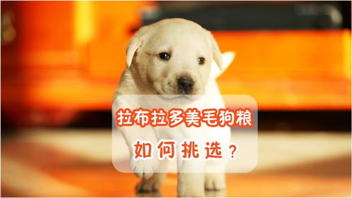 拉布拉多如何换干狗粮