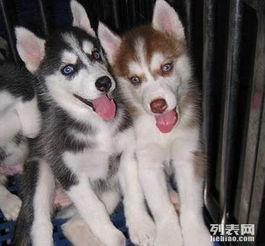 哈士奇幼犬到哪里买