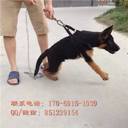 沧州哪里有狗场