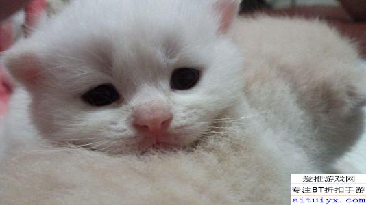 抖音里有哪些猫是折耳猫