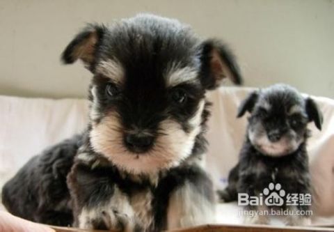 如何挑选雪纳瑞幼犬