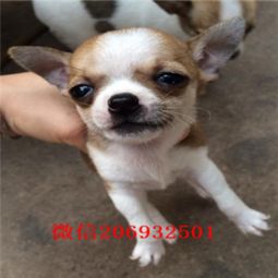 吉娃娃狗哪里有卖
