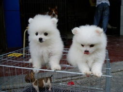 博美犬哪里有卖