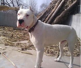 专业杜高犬怎么样
