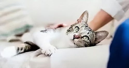 如何确定猫咪怀孕