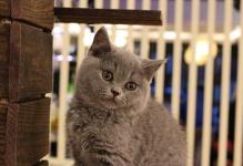 波斯蓝猫多久可以剪毛