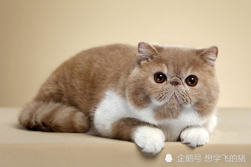加菲猫容易得哪些病