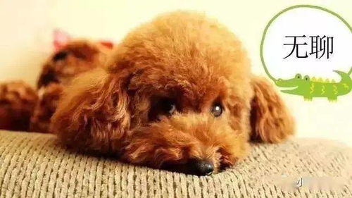 狗狗多久知道自己名字