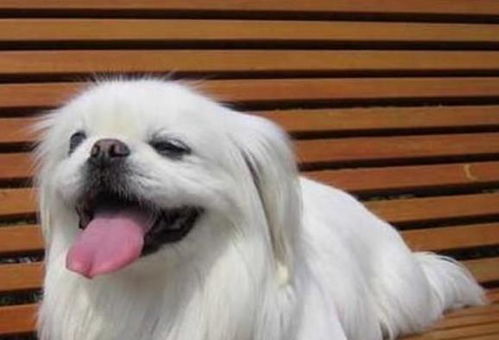 京巴犬的优缺点有哪些