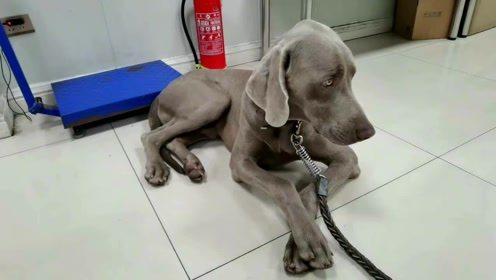 马犬可能生哪些病