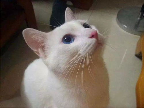 猫绝育需要关多久恢复